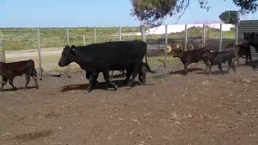 Lote 10 Piezas de cría ANGUS a remate en Expo Ombúes en OMBUES DE LAVALLE