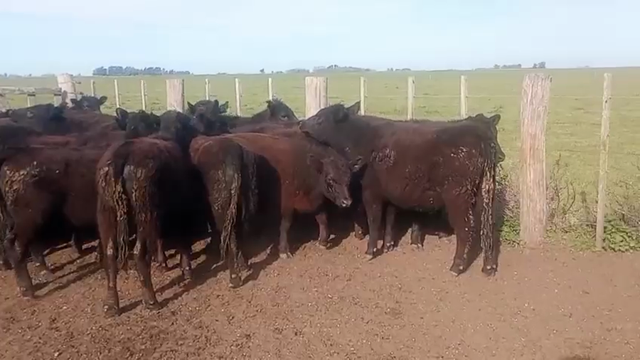 Lote 60 Novillitos y vaquillonas en Buenos Aires, Ayacucho