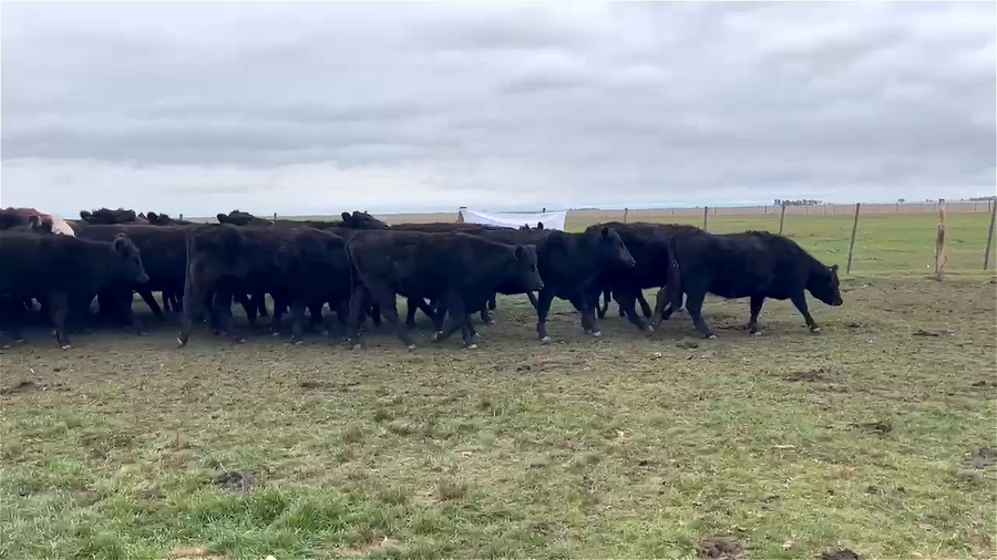 Lote 87 vaquillonas