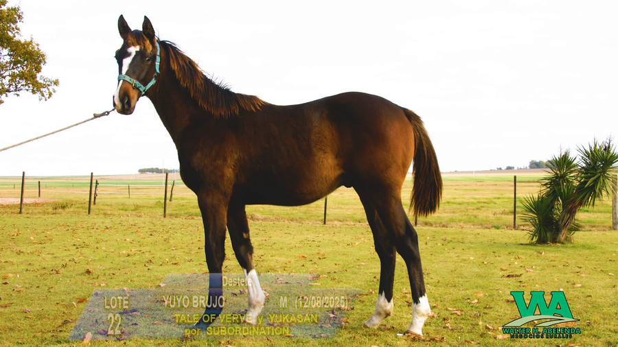 Lote YUYO BRUJO