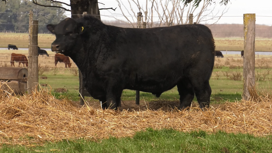 Lote TOROS PUROS POR CRUZA