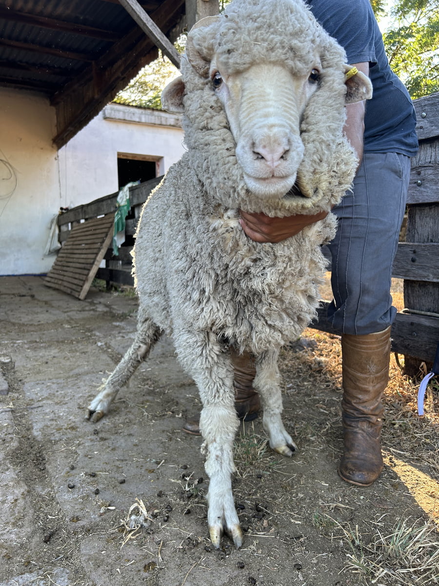 Lote Borrego 4/6D (MO: No)