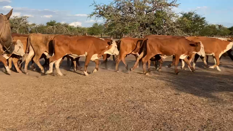 Lote 114 Novillos en Perugorría, Corrientes