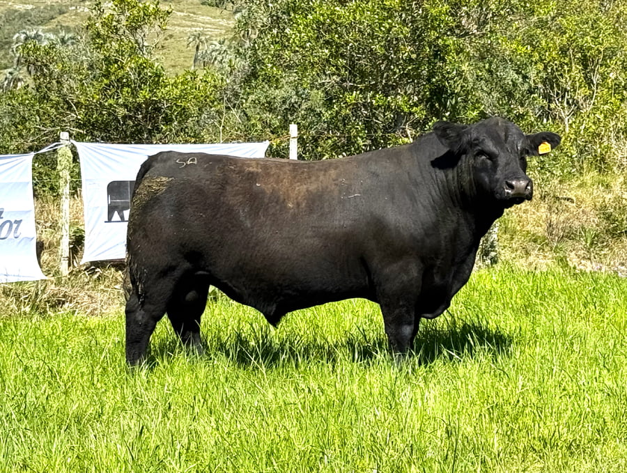 Lote Toros a remate en 4º Remate Don Nestor, Rocha