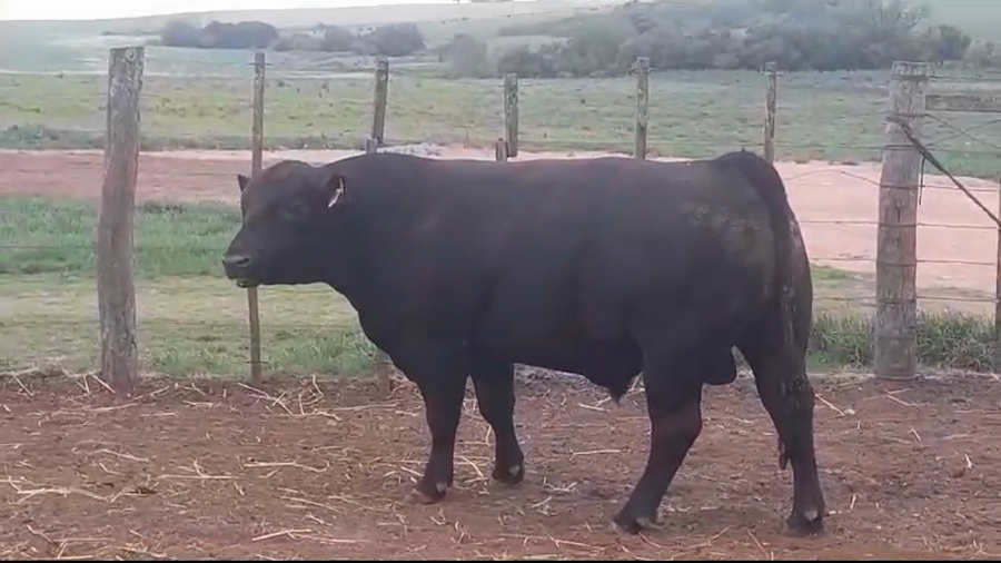 Lote TORO PI - RP 26