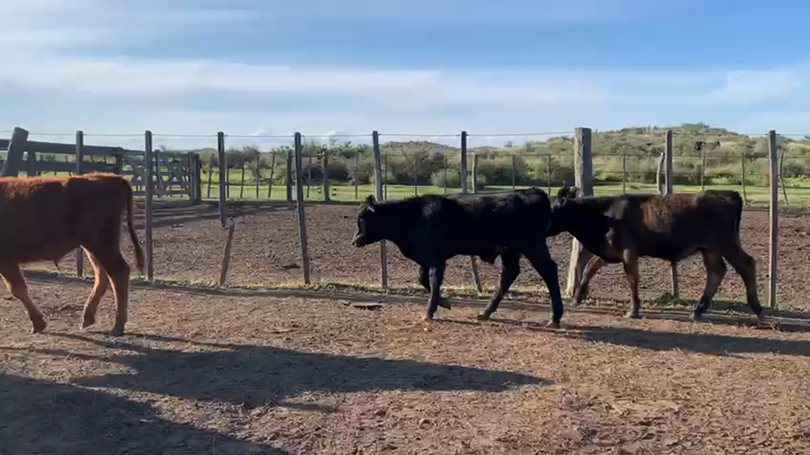 Lote 85 Terneros en Coronel Rosales