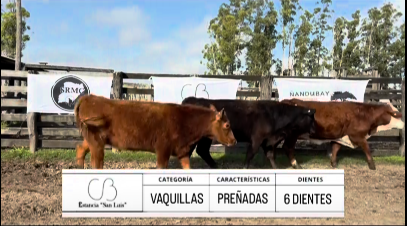 Lote VAQUILLAS PARA SERVICIO ABERDEEN ANGUS "SAN LUIS"