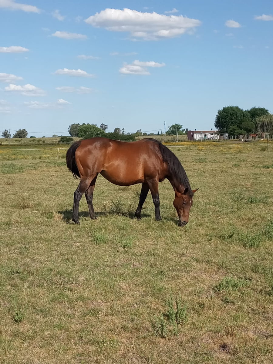 Lote DEVIL’S DAMSEL (USA)