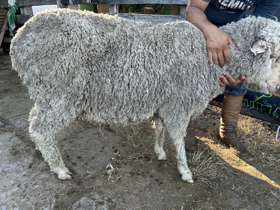 Lote Borrego 4/6D (MO: No)