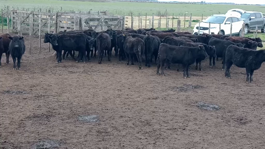 Lote 43 Terneros/as