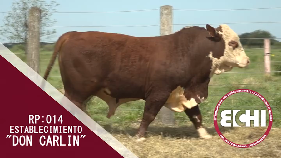 Lote TOROS BRAFORD CABAÑA DON CARLIN