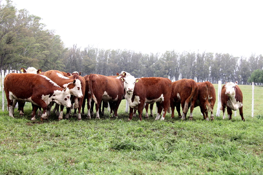 Lote VAQUILLONAS PREÑADAS PR POLLED HEREFORD -PARICION OTOÑO 2022-