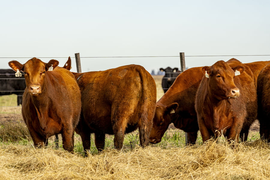 Lote VAQUILLONAS ANGUS PURAS CONTROLADAS