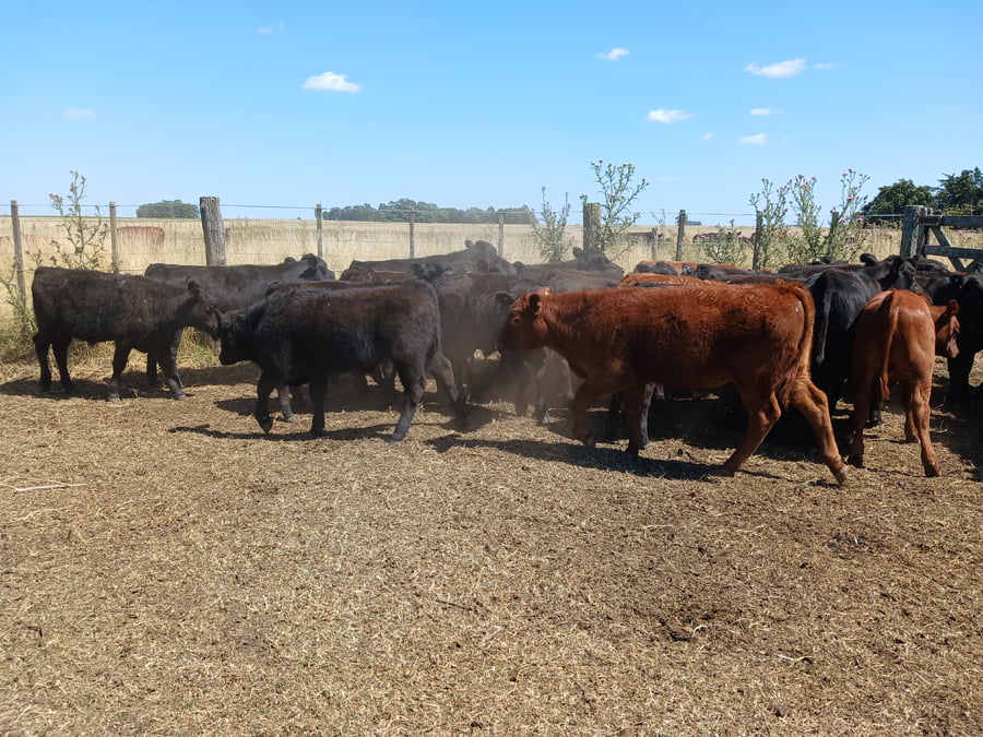 Lote 26 Terneros en Rauch