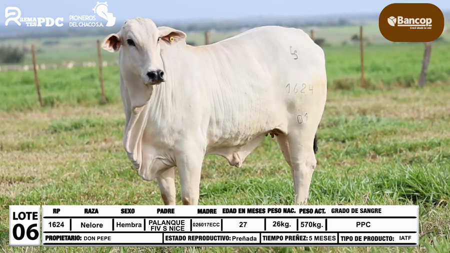 Lote Lote 6