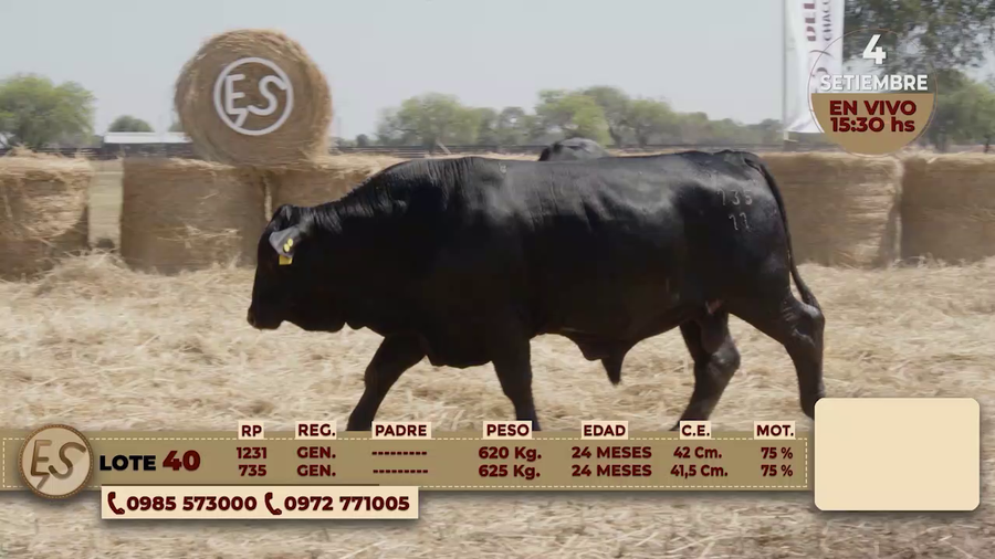 Lote TOROS
