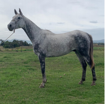 Lote STRATEGOS DEL TIMOTE