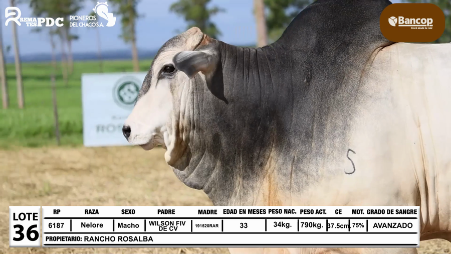 Lote Lote 36