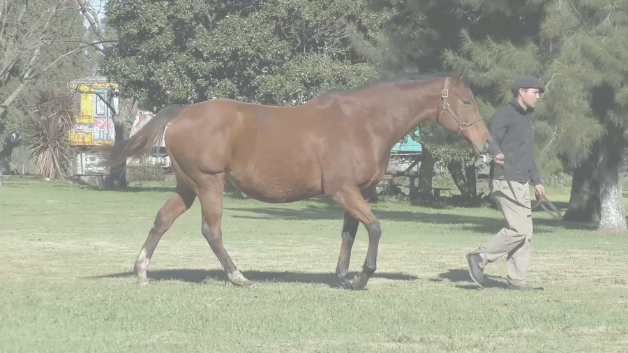 Lote GRAZIAS LADY (ROMAN RULER -  PAINTED LADY) Preñez por  PNEUMATIC