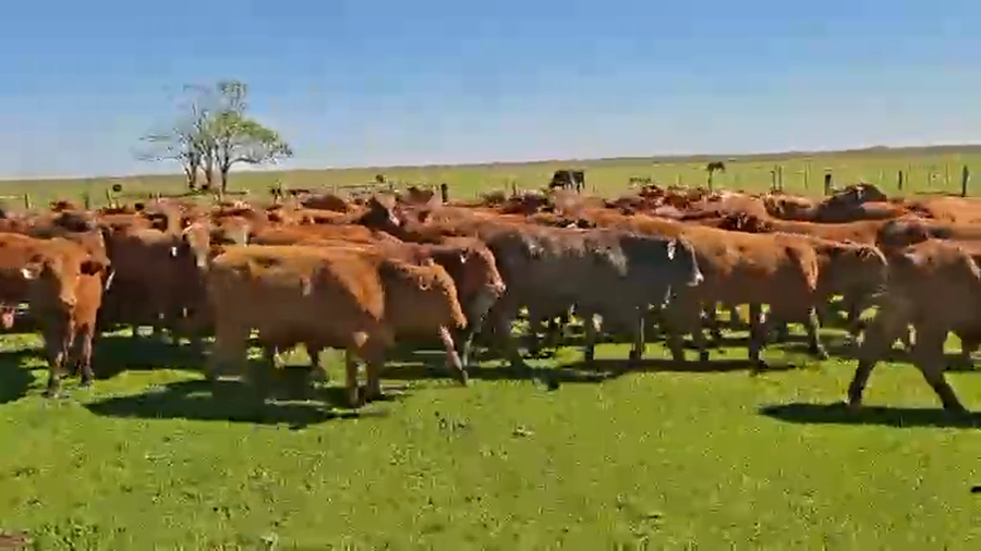 Lote 120 Terneros en Corrientes, Tapebicuá
