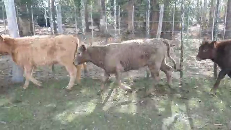 Lote 14 Terneros CRUZA a remate en PANTALLA CAMY 120kg - , San José