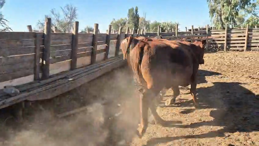 Lote 45 Novillo Gordo en Pelarco, VII  Región Maule
