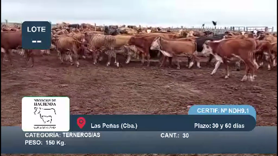 Lote 130 Terneros/as en Córdoba, Las Peñas