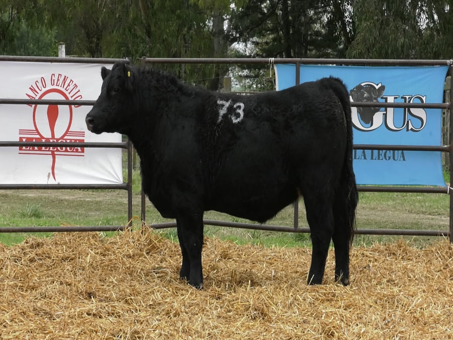 Lote TOROS ANGUS NEGROS PC