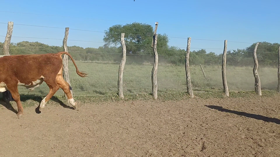 Lote 35 Terneros/as en Corrientes, Sauce