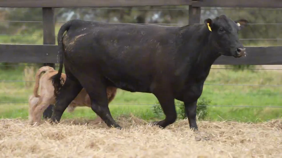 Lote Vaquillona preñada