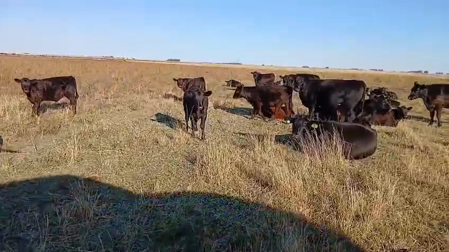 Lote 70 Terneros/as en Urdampilleta