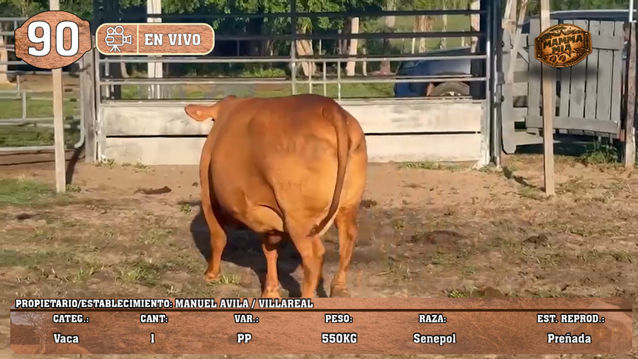 Lote LOTE 90 -EN VIVO