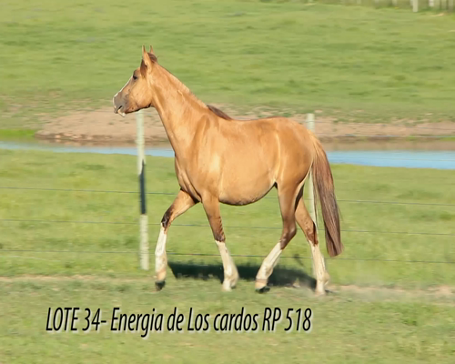 Lote ENERGIA DE LOS CARDOS