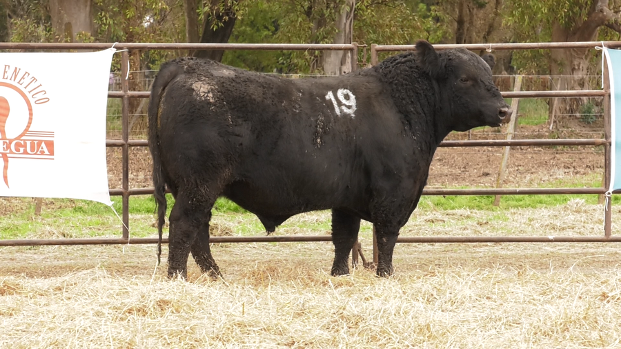Lote TOROS ANGUS NEGROS  PC