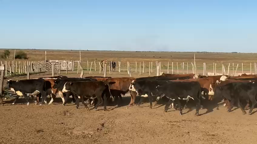 Lote 120 Novillitos Braford en Goya, Corrientes