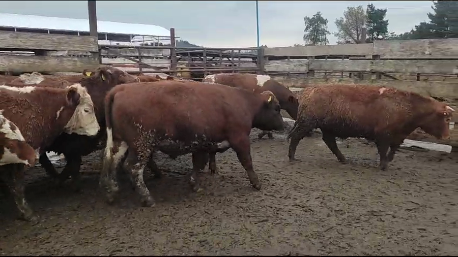 Lote 20 Novillo Gordo en Los Ángeles, VIII Región Biobío