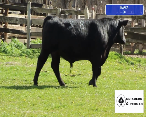 Lote 1 Toro en Coyhaique, XI Región Aysén