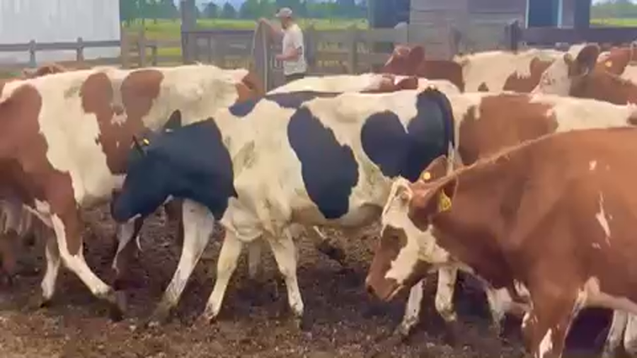 Lote 25 Novillo Engorda en X Región Los Lagos, Purranque