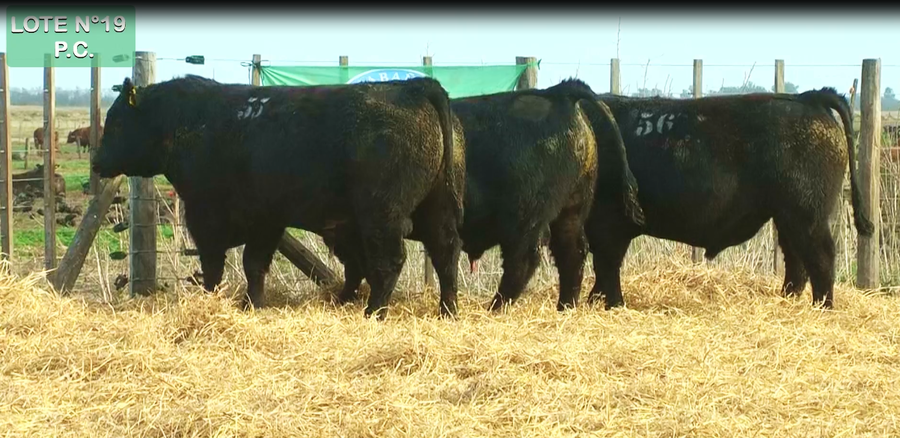Lote TOROS PUROS CONTROLADOS