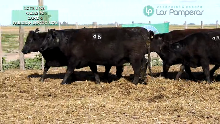 Lote VAQUILLONAS PC 15 MESES - PREÑADAS - PARICION OTOÑO 23