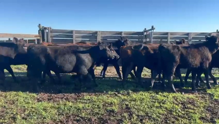 Lote 81 Vaquillonas en Buenos Aires, Tres Arroyos