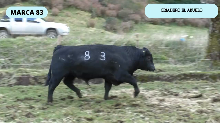 Lote 1 Toro en Coyhaique, XI Región Aysén