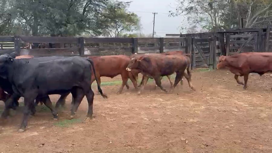 Lote 89 Novillitos en Formosa, Las Lomitas