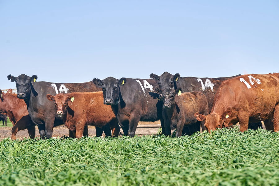 Lote "ME KEN" VAQUILLAS P.C CON CRIA