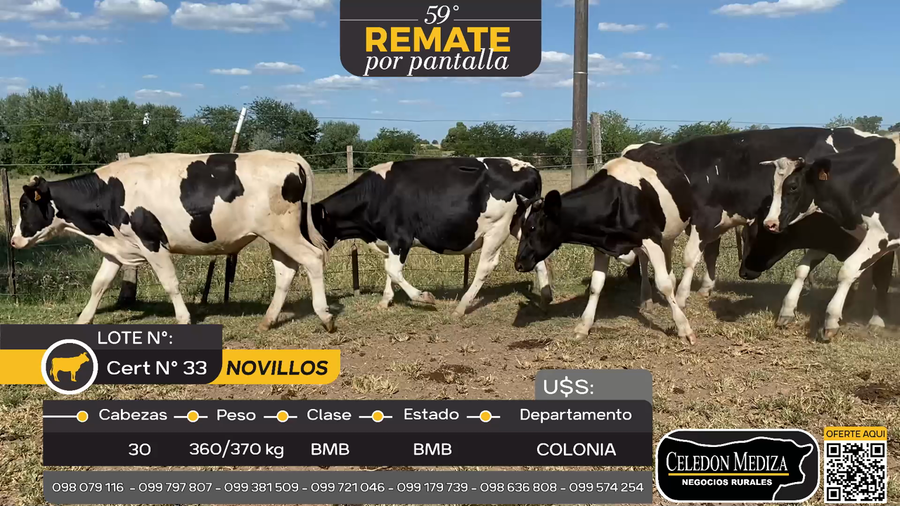 Lote 30 Novillos en La Horqueta, Colonia