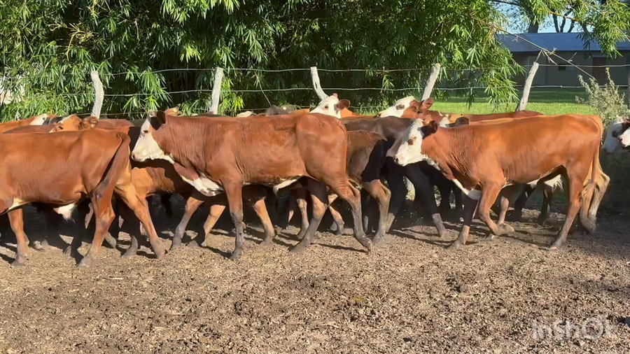 Lote 80 Terneros en Corrientes, San Roque