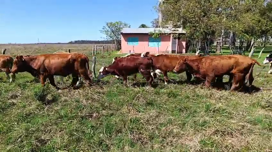 Lote 20 Novillitos y vaquillonas
