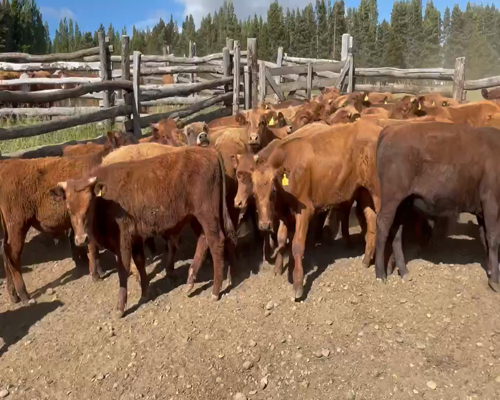 Lote 60 Novillo Engorda en Coyhaique, XI Región Aysén