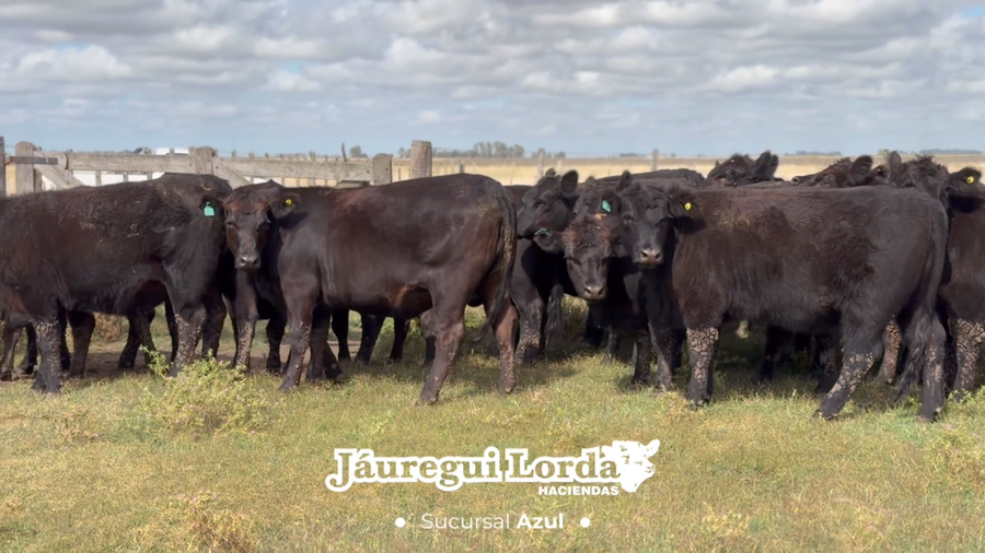 Lote 28 Vaquillonas preñadas