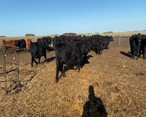 Lote 70 Terneros en Tres Arroyos, Buenos Aires